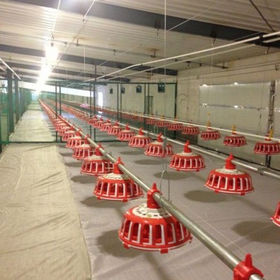 自動(dòng)喂料系統(tǒng) 種雞盤(pán)式料線 養(yǎng)殖業(yè)機(jī)械 雞用食槽飼喂設(shè)備