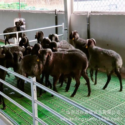 塑料羊糞板 羊圈用塑料羊床 大小羊專用羊糞板 雙筋加厚塑料羊板