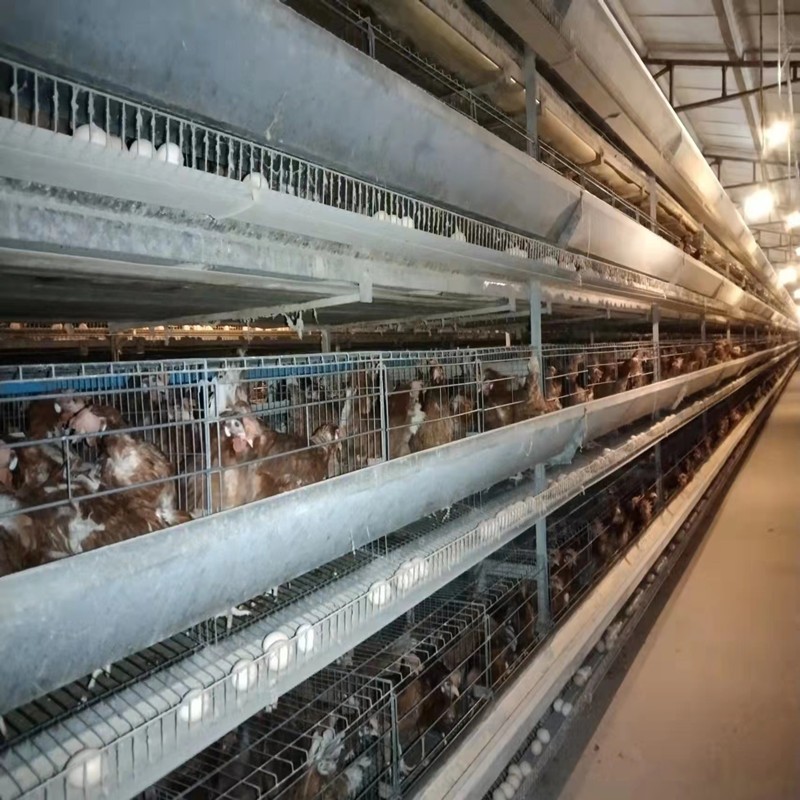 蛋雞養殖籠子廠家供應養雞籠子鍍鋅養雞設備雞籠可定制全階梯
