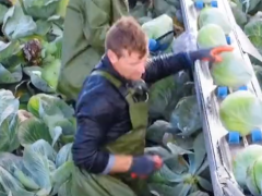 外國農(nóng)業(yè)機(jī)械化摘卷心菜，看起來很先進(jìn)